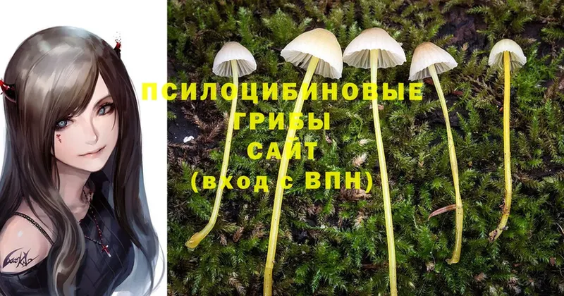 ОМГ ОМГ ТОР  Ковылкино  Галлюциногенные грибы Psilocybe 